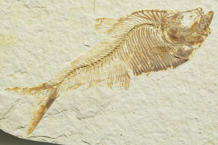 Detailed Fossil Fish (Diplomystus) - Wyoming #363916